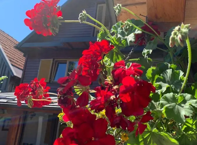 Kuca Za Odmor Birko ヴィラ